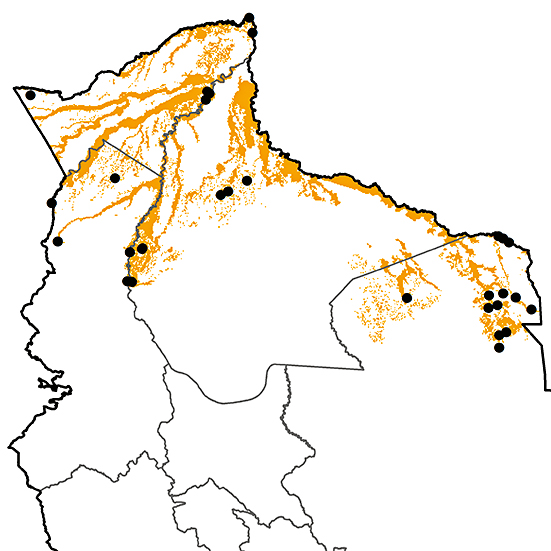 Celeus elegans Birds of Bolivia