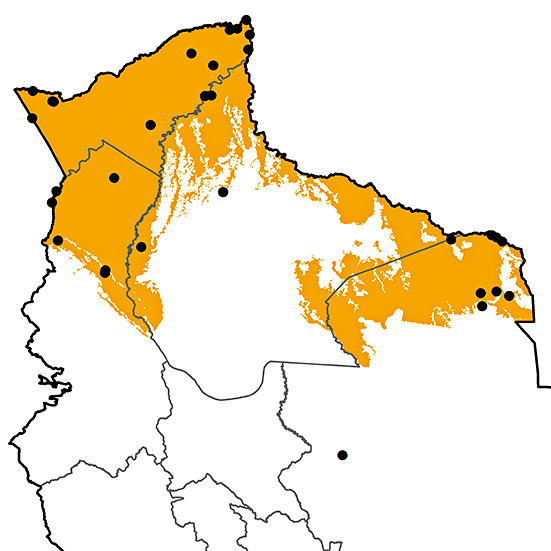 Chaetura egregia Birds of Bolivia