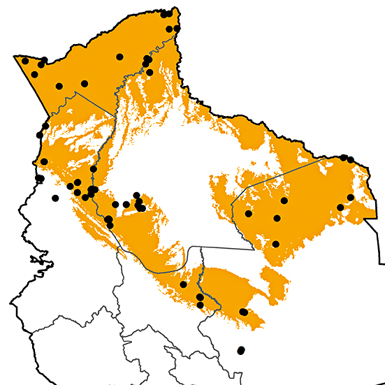 Florisuga mellivora Birds of Bolivia