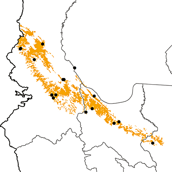 Tangara nigroviridis Birds of Bolivia