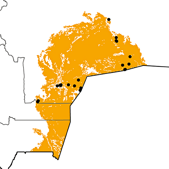 Tarphonomus certhioides Birds of Bolivia